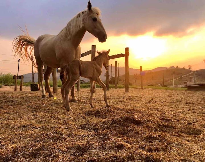 Passeio a Cavalo na Região